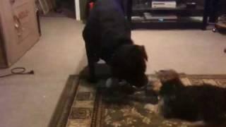 Rottweiler vs yorkie in rope battle