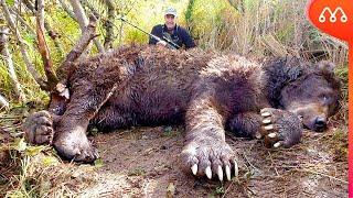 WORLD'S LARGEST BEAR EVER FOUND