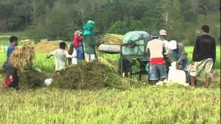 Rice harvest in the Philippines.dv