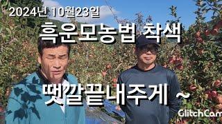 2024년10월23일 안동학가산 사과밭 부사착색~ 정말 좋아요 흑운모농법 2년차 농가.(상담)010  2711  2724