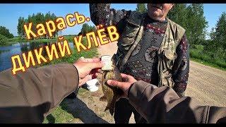 Карась, дикий клёв. Ловля карася в мае 2019