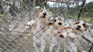 世界一の犬舎を見学させていただきました