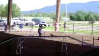 Tucson Agility Run - DoggySpace.com3.flv