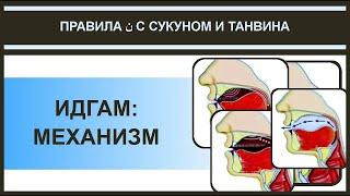 Айман Сувейд. 9. Правила нун с сукуном: ИДГАМ (механизм) (русские субтитры)