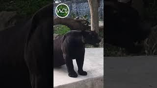 Black Jaguar - Wild World TV - #shorts