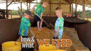 How and What We Feed Our Cattle and Finishing Steers