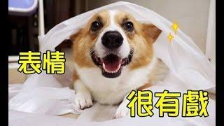 柯基犬肥油 X 表情很有戲