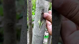 Best grafting techniques fig plant new video fruit trees grafting A1 #satisfying #bonsai #fyp #diy
