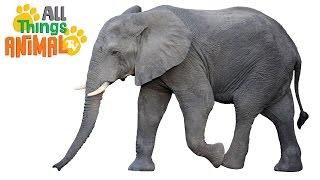 * ELEPHANT * | Animals For Kids | All Things Animal TV