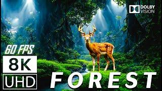 FOREST - Scenic Relaxation Film  With Calming Music - 8K (60fps) Video UltraHD