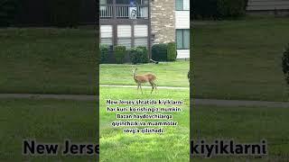 Mahallamiz kiyiklari… #deer #amerika #tabiat #americanlife #mahalla #shorts