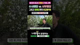 수사해당 vs 서부해당 vs 짭해당! 뭐가 다를까? #나무왕 #서부해당 #수사해당
