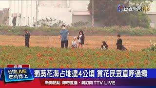 蜀葵花海占地達4公頃 賞花民眾直呼過癮