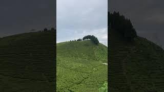 Pine trees  in between tea garden#shortfeed#subscribe#travel
