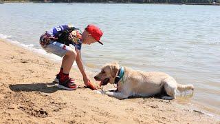 Labrador Troy (2 years) & his friends | Лабрадор Трой и его друзья 2022