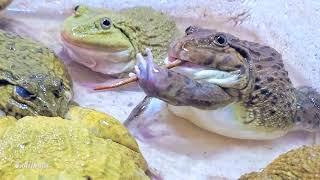 Asian Bullfrog Compete for Big Lizard! Asian Bullfrog Live Feeding