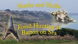 Sharks and Shells Fossil Hunting at Barton on Sea