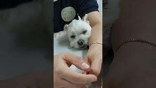 멈머다냥 막둥이 하늘이는 이렇게 안겨있으면 아주 잘 자요!#독립적이지못한#말티즈#졸려#멈머다냥#꾸벅꾸벅