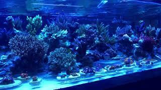 Reef-Roid Feeding to Coral Reef Aquarium