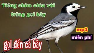 tiếng chim chìa vôi trắng gọi bầy chuẩn nhất.