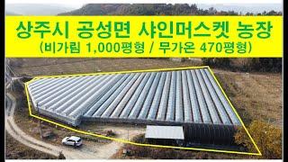 (2-47) 매매(농지), 상주시 공성면 소재 샤인머스켓 포도농장, 1,470평, 귀농귀촌하시는 분께 추천 #상주복돼지부동산#복돼지공인중개사#상주복돼지