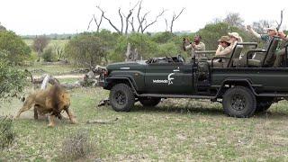 LIONS Squabble  Very cute ELEPHANT calf 