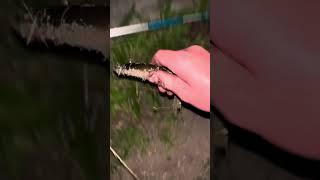 Night fishing at the creek (part 2)