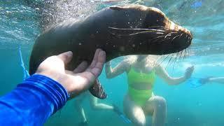 Snorkeling with Sea Lions in La Paz, Mexico | Private 60' sailing catamaran | Baja Charters