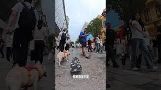 Do you think dog skateboards are really polite or fake? A cute plan for everything. The puppy is