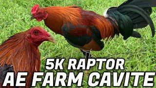 Beautiful 5K Raptor Goldenboy AE FARM - Carl Dimayuga