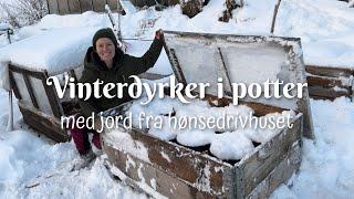 Vinterdyrker i potter – med jord fra hønsedrivhuset!