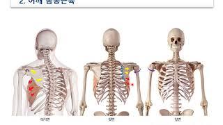 기능해부학 2. 근육움직임원리 및 목어깨, 어깨몸통근육_3_2020 09 09