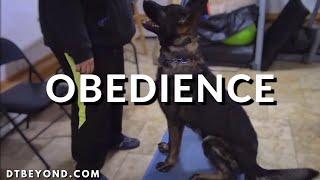 How To Do Advanced Obedience Dog Training: The Details You NEED to Know