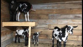 3 baby goats going home | Tiny Herc sighting! | President Snow cut off & a Shenandoah concert 