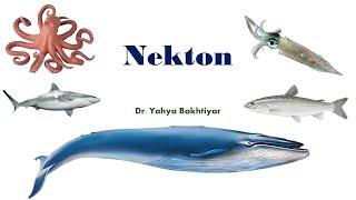 43 Nekton