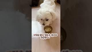 강아지에겐 인삼이 보양식이지~ 인삼 먹방하는 댕댕이 #dog #인삼먹는달콩이 #보양식 #춘몽 #말티즈 #shorts