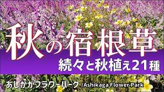 【ガーデニング】続々と新たに秋植えされたステキすぎる宿根草21種の紹介！咲いている時の様子も紹介！あしかがフラワーパーク・園芸のプロから学ぶ！【栃木県足利市】Gardening