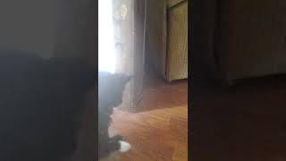 Dog vs.Cat