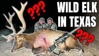 We Shot a Wild Bull Elk in… Texas?!? | West Texas Elk Hunt