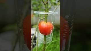 Best method of propagate roses by air layering with tomato #rose_plant #air_layering