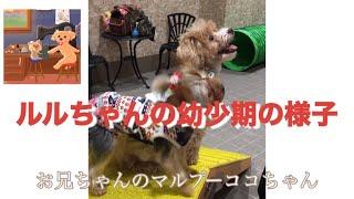 頑張れルルちゃんの幼少期編（part2） #頑張れルルちゃん #yorkie #dog #cat #food #milk