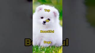 Top 10 Beautiful Dogs #top10vedios #top10facts #top10 #beautifuldog