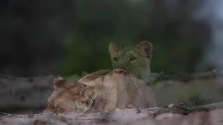 WILD NAMIBIA E01 - Watch the thrilling journey to discover the awe-inspiring desert lions