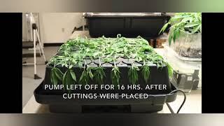 Ez-cloner is the best aeroponic cloner