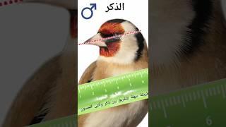 طريقة سهلة للتفريق بين ذكر وأنثى الحسون