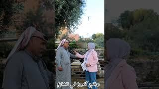#اضاحي  الاسمر ابو معتصم الدباس