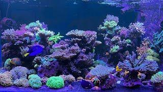 650 litre mixed reef tank sps lps 2.5 years old