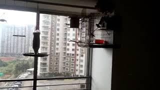 zebra finches tamed free flight