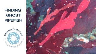 How to find amazing marine life Ep 4 : the Ghost Pipefish challenge