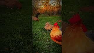 10  Gründe, warum #hühner keine #eier  legen #nature #adventure #relaxingmusic #chicken #rooster  ￼